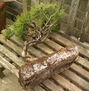 Black Pine, roots show the Mycelium fungus