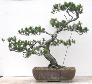Japanese White Pine June 2015