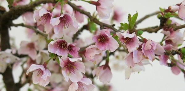 Cherry BlossomCropped