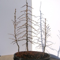 Larch Group
