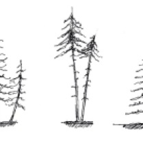 Larch sketches