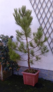 simon-pine2